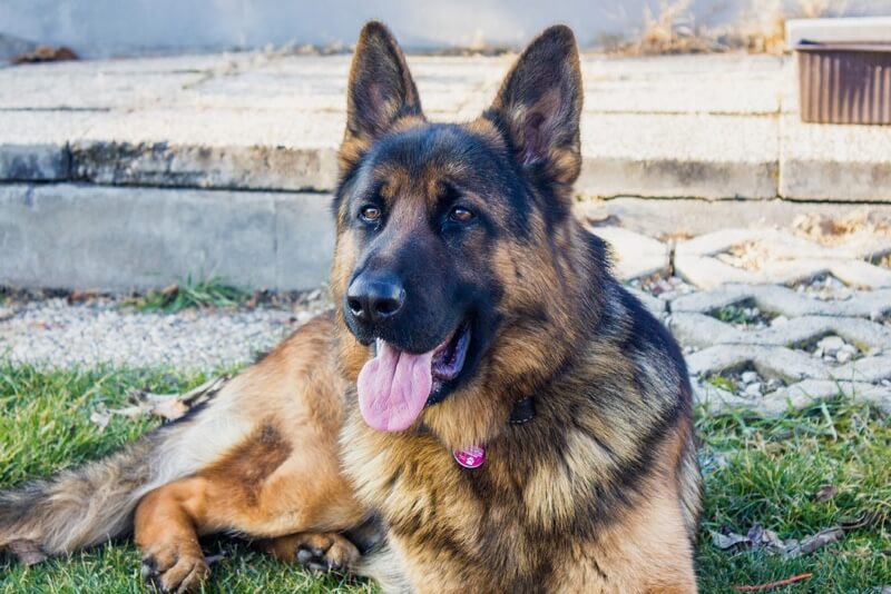 German Shepherd resting in a yard