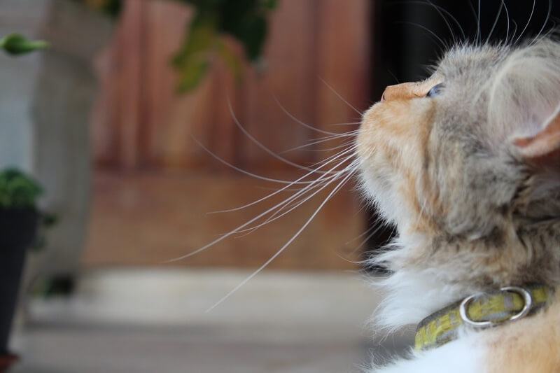 calico cat with green collar looking up