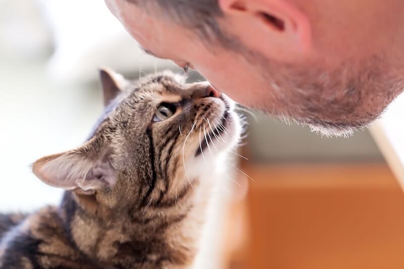 tabby cat head booping a man