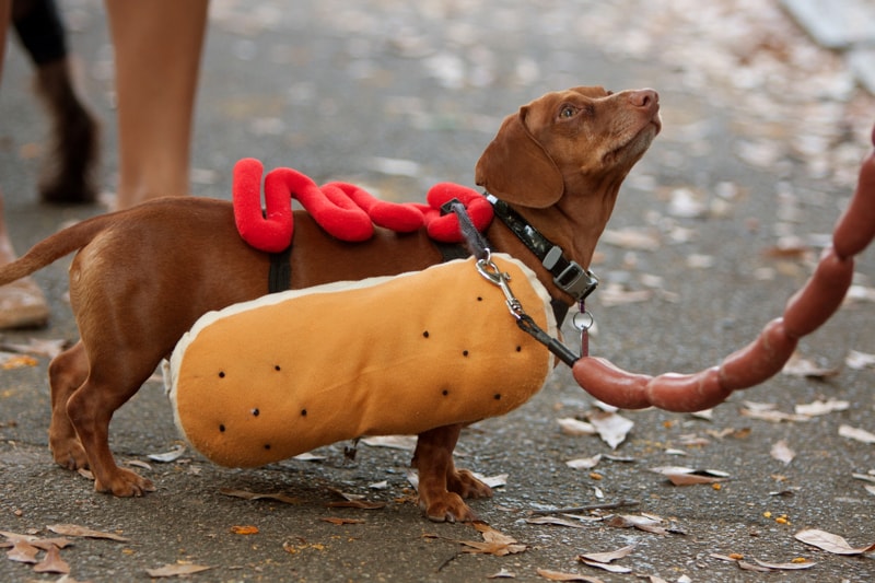 dachshund dressed as a hot dog on a leash