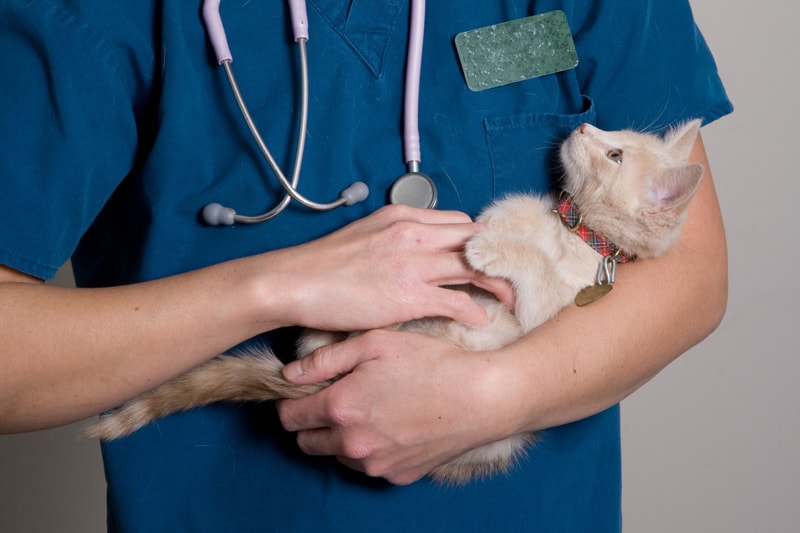 kitten held by veterinary staff