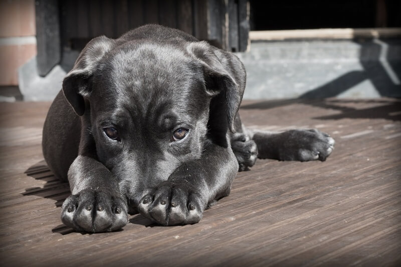 shy black dog on a deck