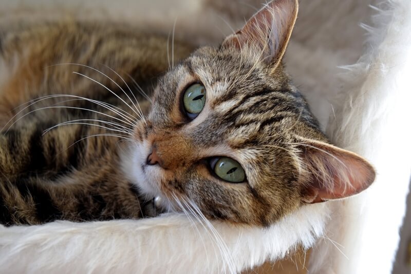 cat resting on a scratching tree