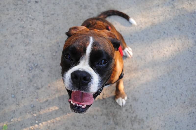 smiling boxer dog with red harness