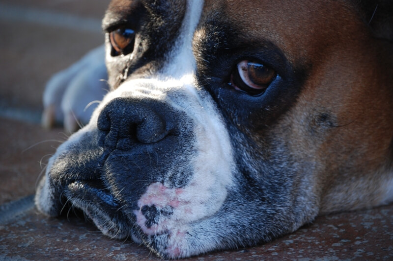 boxer dog with grey muzzle