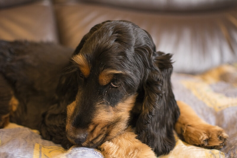 black and tan cocker spaniel resting on a couch