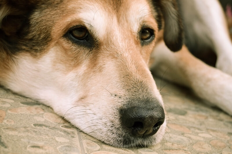 dog with sad eyes resting on tile floor