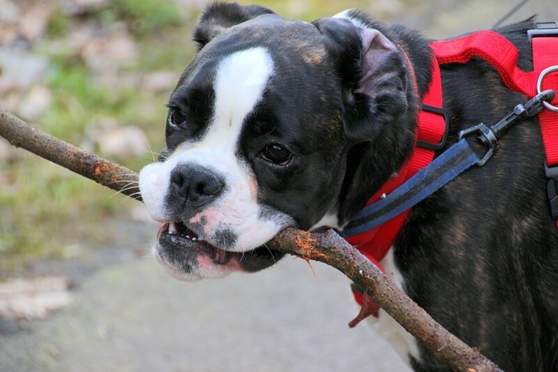 brindle boxer dog with a red harness and blue leash holding a stick