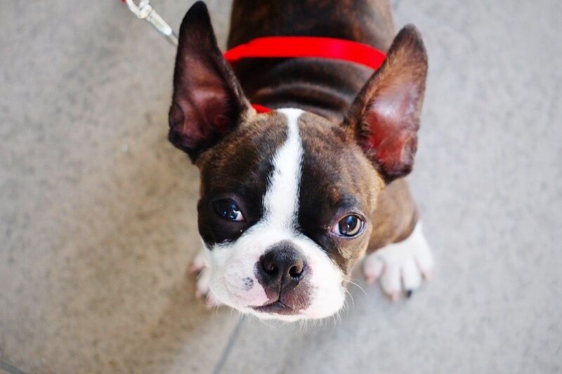 brindle and white Boston Terrier in a red harness