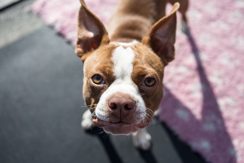 Boston Terrier standing on a pink rug