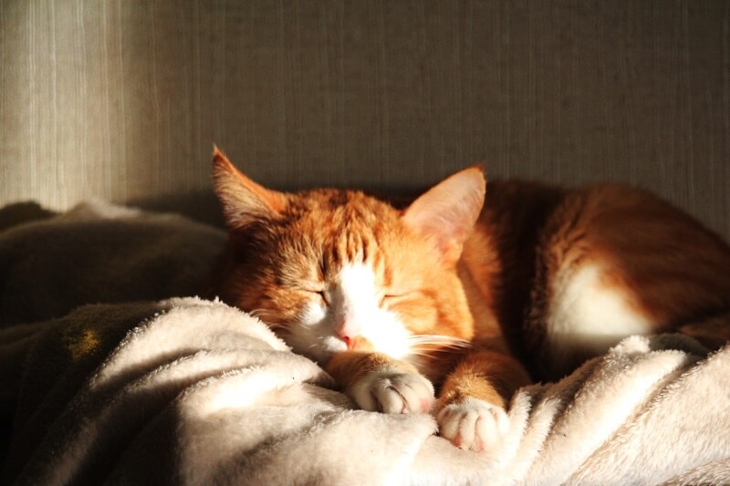 orange tabby cat resting on a white blanket