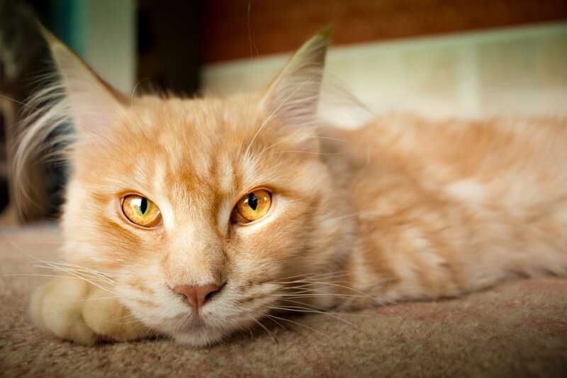 orange tabby cat with yellow eyes resting on carpet