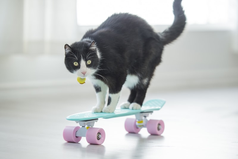 black and white cat riding a skateboard