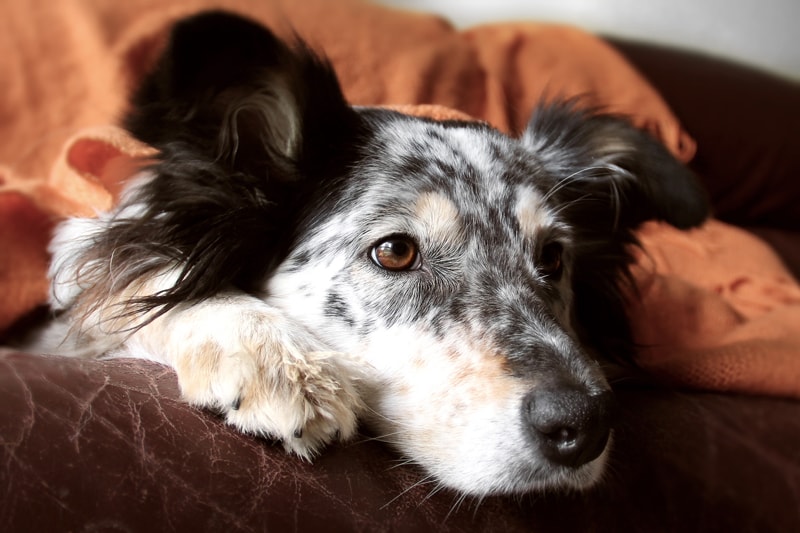 dog resting under an orange blanket