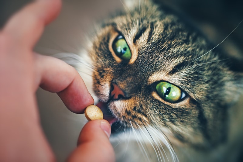 cat getting a pill