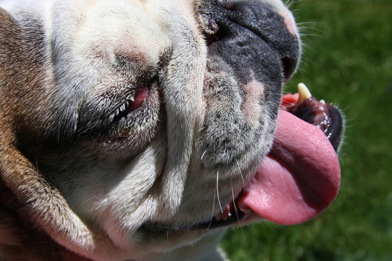 smiling English bulldog