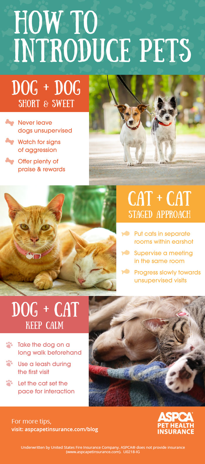 Introduction How Do You Introduce A New Cat Introduction How To