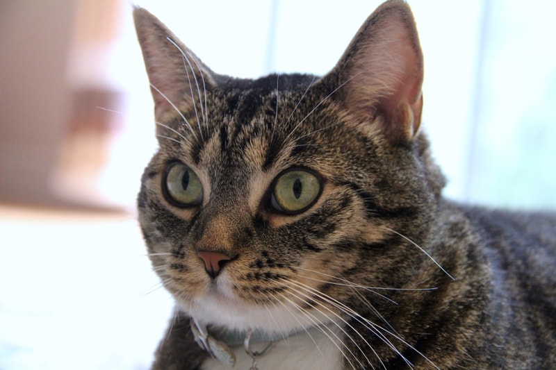 tabby cat with green eyes