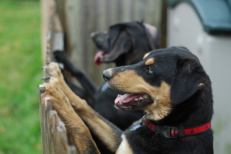 two dogs looking over a fence