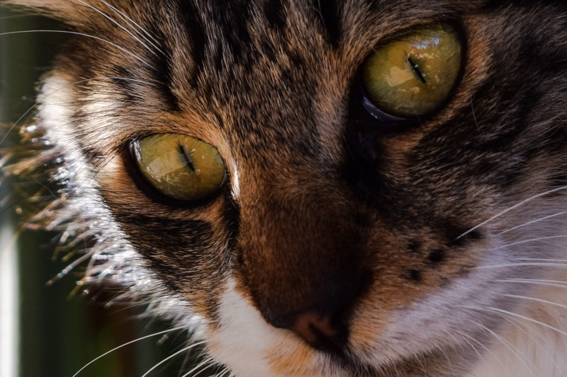 tabby cat with green eyes