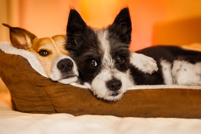 how to be a good houseguest with a pet _ two dogs cuddling in a pet bed