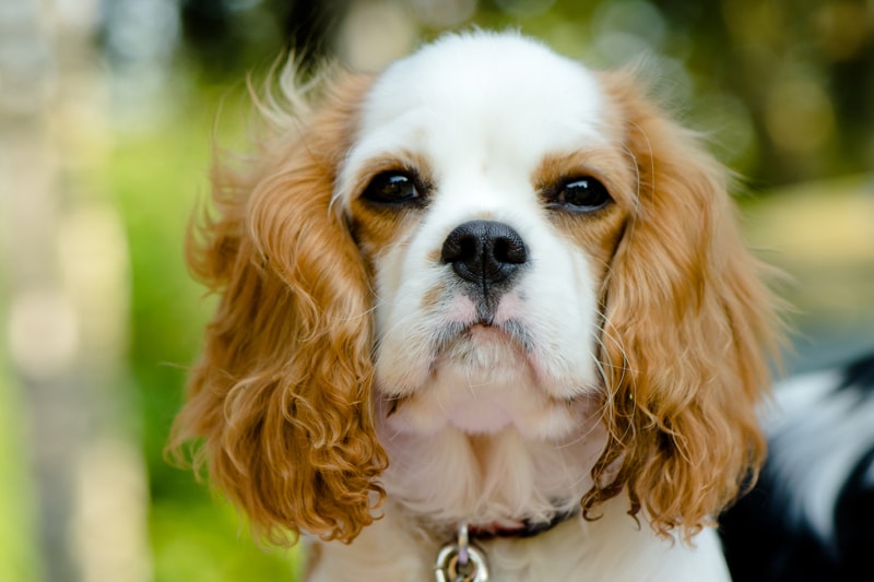 white and tan spaniel