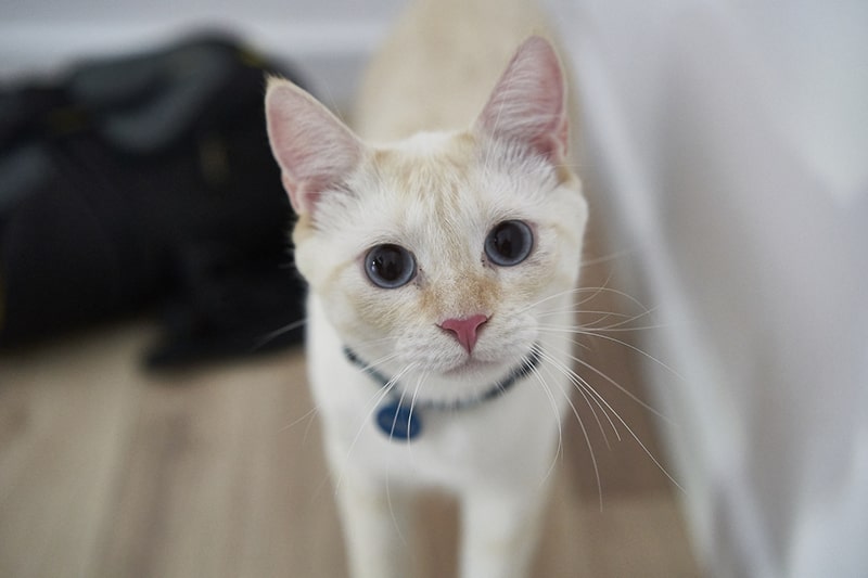 white cat with blue eyes