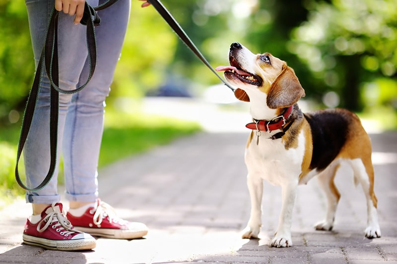 beagle out for a walk