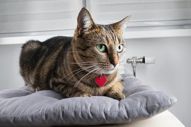 cat resting on a grey pillow