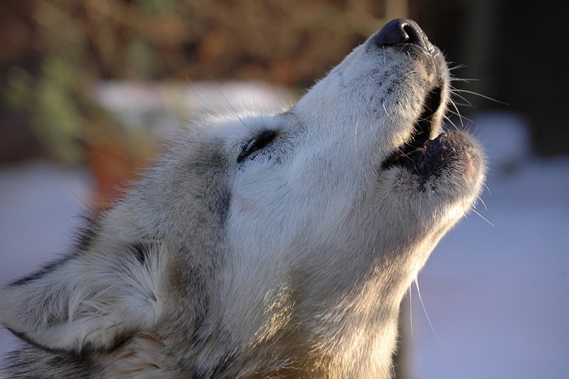 do wolves and dogs get along