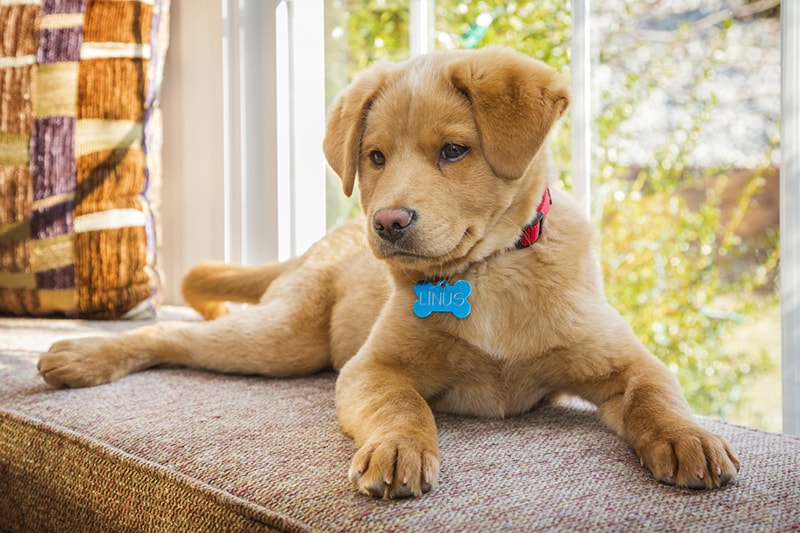 puppy sitting on a windowsill