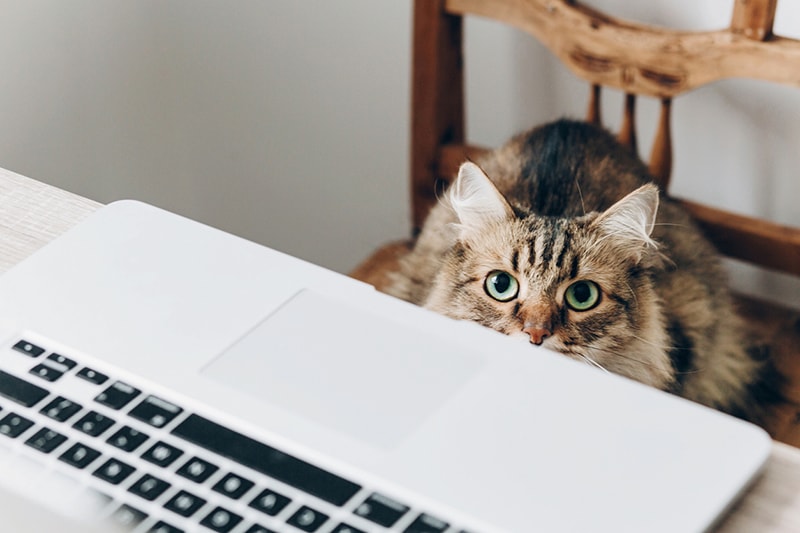 online shopping for cat food _ cat peeking over a laptop computer