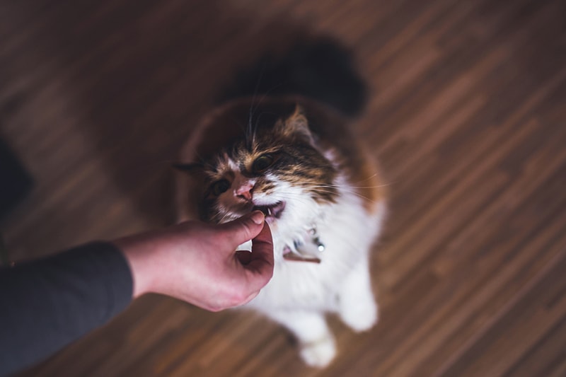 tips for feeding your cat _ fluffy cat receiving a treat