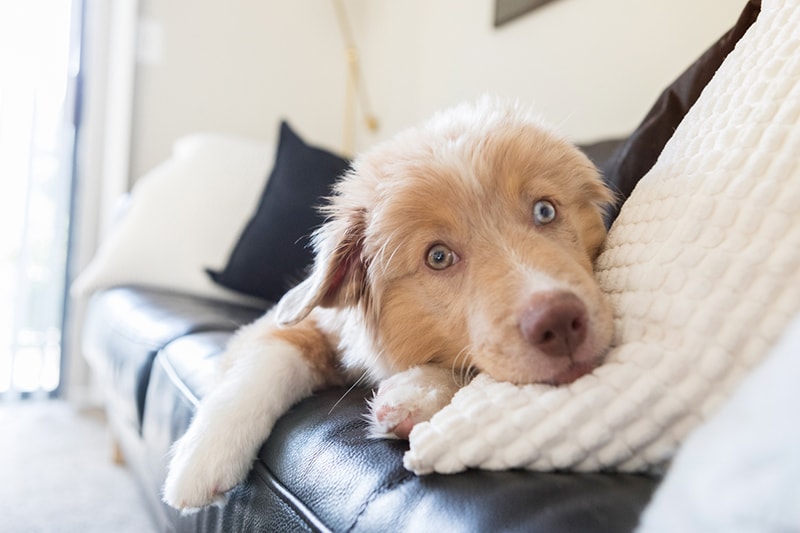 Small Dog Best Puppy Breeds For Apartments Small Dog Breeds Good