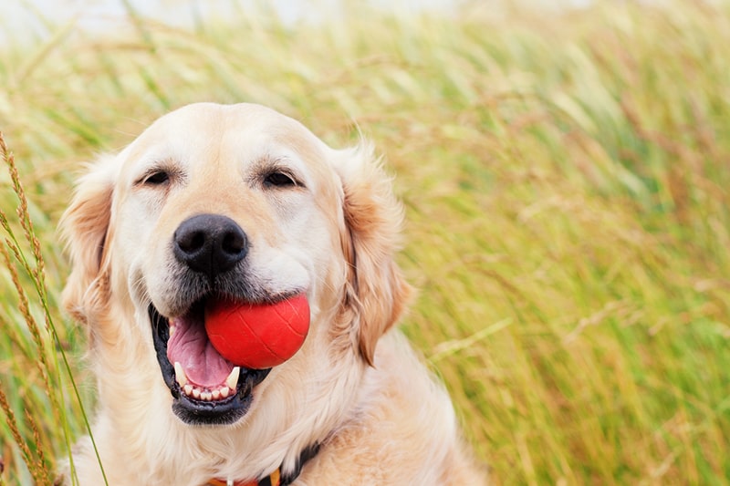 golden retriever playing with a red ball