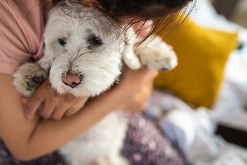 do dogs know who their human parents are