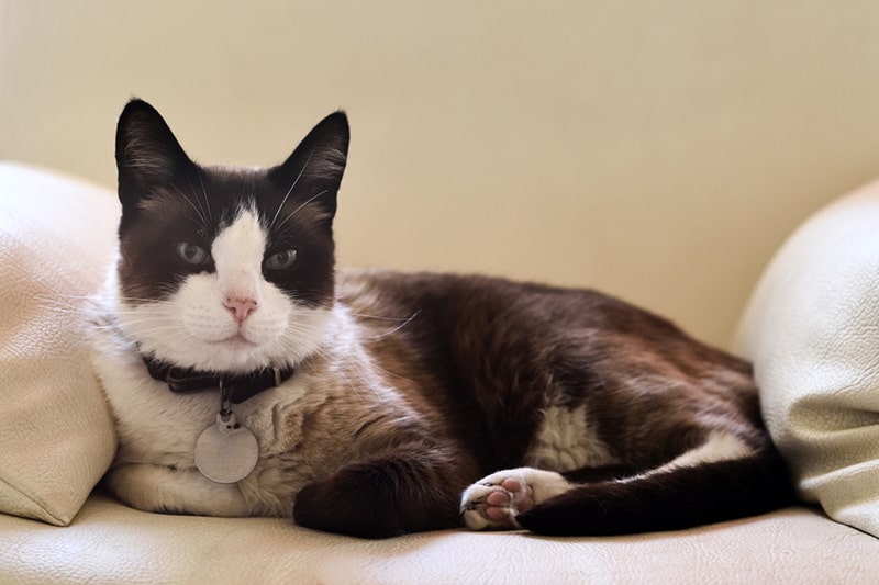 snowshoe cat resting on a white sofa