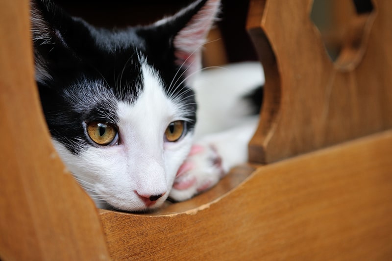 Can Cats Have Mental Disabilities?  