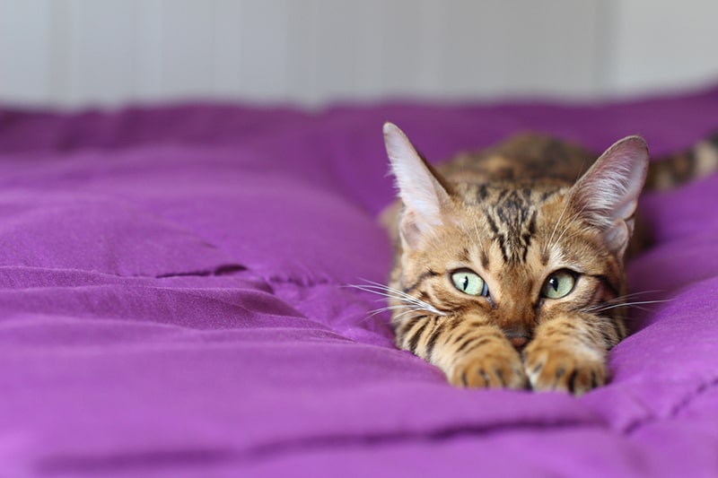 cat with green eyes on a purple blanket