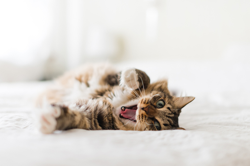 tabby cat yawning on a bed with white bedspread