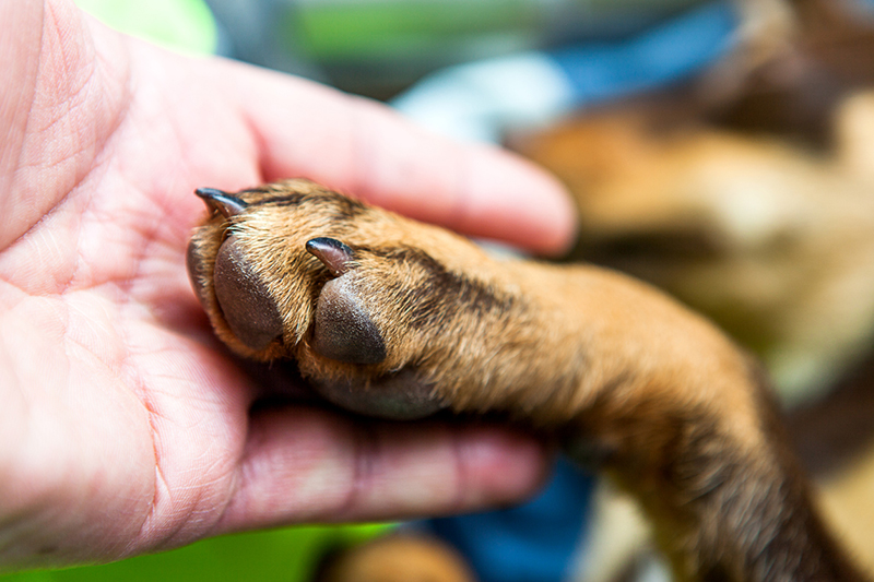 dog human handshake 