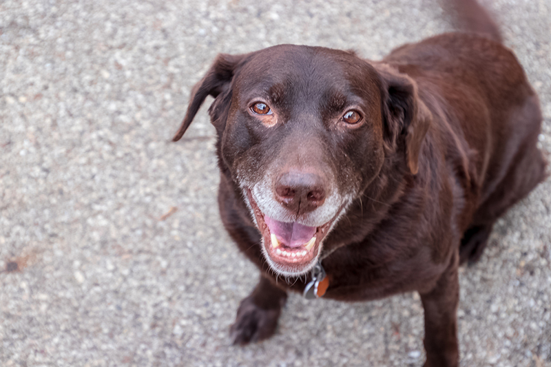 can albuterol hurt dogs