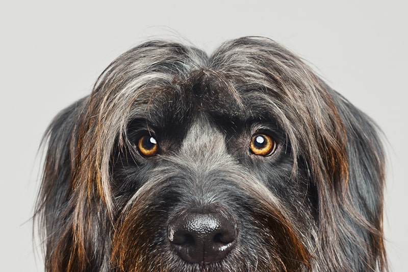 Dog Muzzle Dog Cold Wet Nose Dog's Nose Very Wet Deals