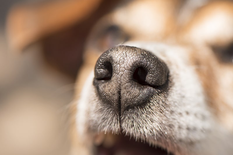 What Is The Wet Stuff On A Dogs Nose