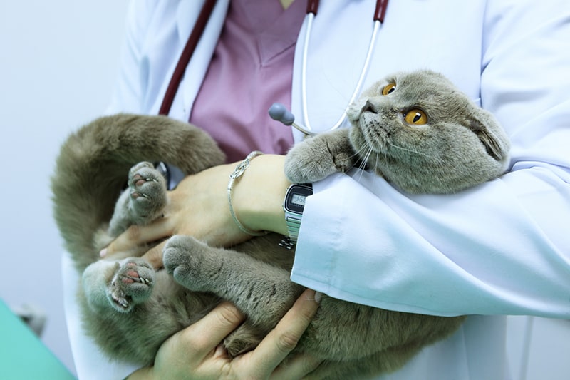 veterinarian examining a scottish fold cat