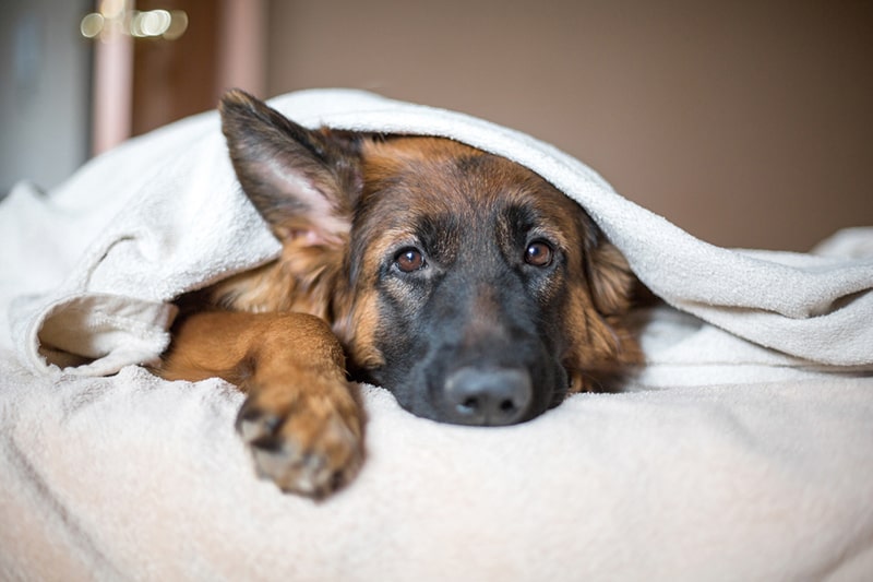 Cute German Shepherd in a blanket on bed