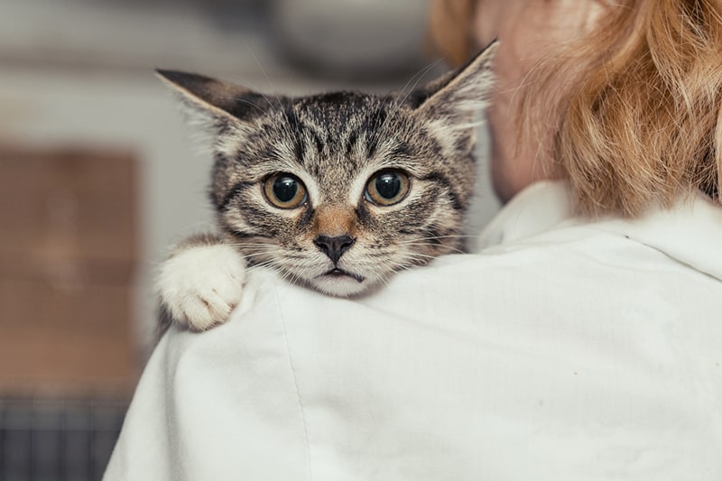 how to diagnose pneumonia in cats _ small tabby cat held by a veterinarian