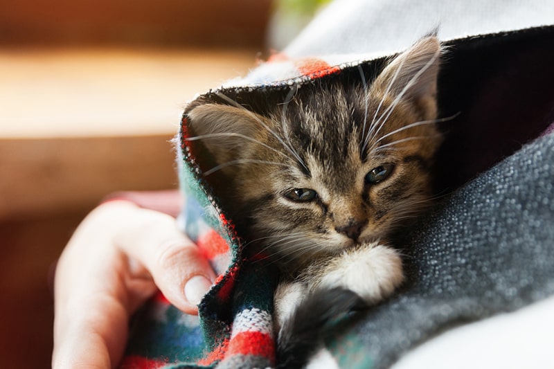 9 Cat Noises and What They Mean