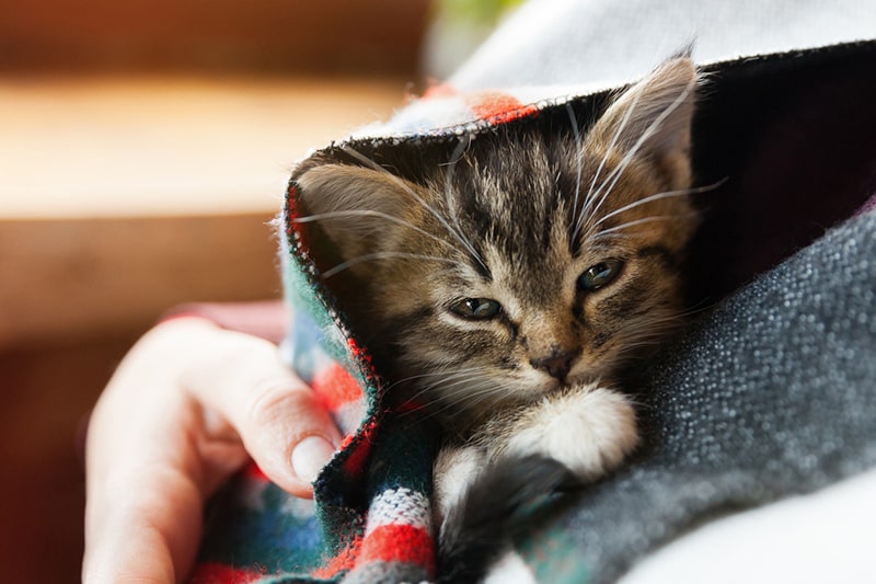 How to Keep Cats Warm and Healthy in Winter _ small tabby mixed breed kitten under gray and red wool plaid