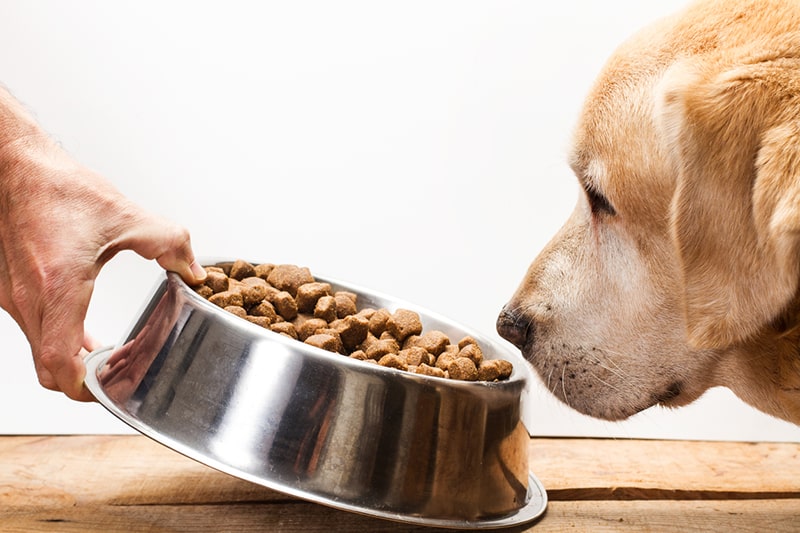 deciding how much to feed a dog _ Labrador Retriever dog eating his food